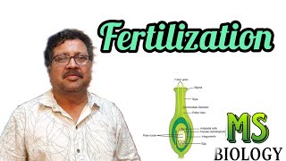 Fertilization in angiosperms [upl. by Agee]