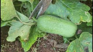 How to Cutting wax gourd Vegetable And Picking Cucumber Fruit in Green Farm [upl. by Ddart293]