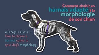 Comment choisir un harnais adapté à la morphologie de son chien [upl. by Hpotsirhc]