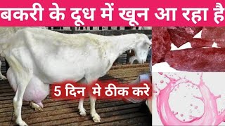 बकरी के दूध में खून आना Treatment of bleeding in goat milk bleeding goat milk vnsgoatfarm [upl. by Horatio]