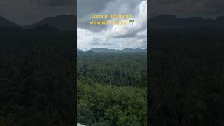 Coconut Plantation Viewdeck Siargao 🌴 siargao travel nature shortsvideo trending [upl. by Ahseekal]