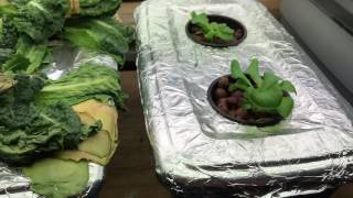 Kratky Hydroponics — How I Killed my Lettuce and What Not to Do [upl. by Pincas]