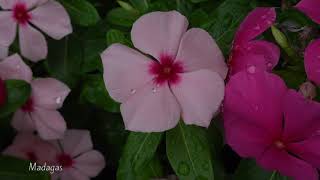 Colorful Madagascar PeriwinkleCatharanthus Roseus  Flower Clips 04 [upl. by Elhsa476]