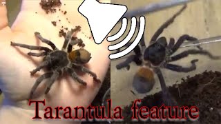 Homoeomma chilensis 📣TARANTULA FEATURE📣 [upl. by Sigfrid]