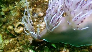 Giant dendronotid attacks tube anemone [upl. by Acima]