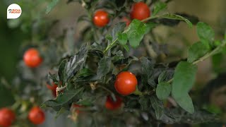 Kudüs Kirazı Çiçeğinin Bakımı Solanum pseudocapsicum  BAHÇE MARKET İÇ VE DIŞ MEKAN BİTKİ BAKIMI [upl. by Aztiraj]