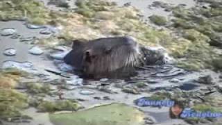 Nutria at Aquarena Springs San Marcos Texas [upl. by Nwahsek]