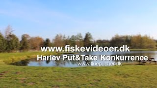 Fiskevideoerdk  Harlev PutampTake fluefisker konkurrence [upl. by Pitts]