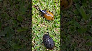 Dynastes hercules beetles 🇨🇷 Costa Rica [upl. by Fabiano]