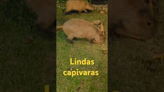 shortsanimais capivaras Indas capivara s [upl. by Aissila]