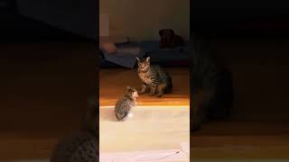 Dog defending kitten كلب يدافع عن قطة صغيرة shorts cat [upl. by Lenroc]