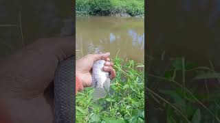 Mancing ikan nila mancing fishing [upl. by Anahoj]