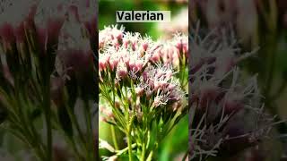 Valerian Root Sleep Aid Anxiety Relief Headache amp Cramp Treatment  SGK [upl. by Leith]