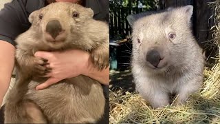 Wombat is a cutest animal in the world 32 [upl. by Mychal891]