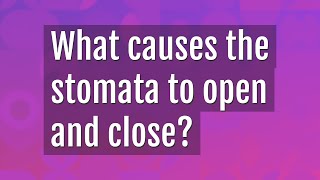 What causes the stomata to open and close [upl. by Sasnak]