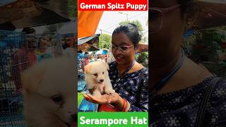 German Spitz Puppy🐶❤️shorts dog germanspitz [upl. by Pish373]