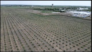 15 HA OF PAULOWNIA TREES IN THE SAME PLACE [upl. by Lyns]