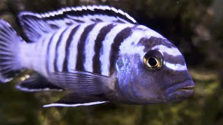 Blue Bar Malawi Mbuna Cichlids In Crazy Real 4K HDR  African Cichlid Fish [upl. by Chemaram979]