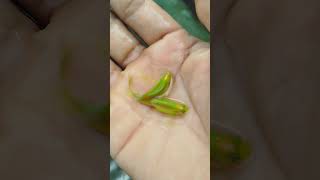 Big size zebrafish amazing goldenfish amazingfish aquarium aquarium jihadagro [upl. by Rysler405]