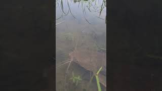 Fish fishingx sishing catfish greatwhite fish food shorts shortsvideo [upl. by Mathre]