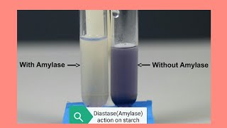 Experiment to test enzyme action by putting diastase in starch solutionPractical Biology62 [upl. by Caldera]