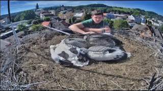 FrýdlantCZ They RINGED 4 young storks 20240615 [upl. by Akirahc641]