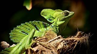 Green Basilisk Lizard videos4k NatureUltra HD  Natures Sweet Tales [upl. by Ward]