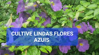 LINDAS FLORES AZUIS DA THUNBERGIA ERECTA VOCÊ VAI AMAR CULTIVAR ESSA PLANTA QUE ENCHE DE FLORES [upl. by Ardnuasac]