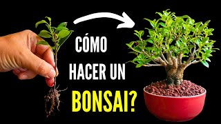 Como hacer un Bonsai de ficus  Fusión de ficus en bonsai [upl. by Htial]