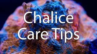 How to take care of your Chalice Coral [upl. by Veriee]