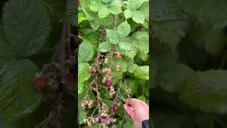 Blackberries wildberries harvesting blackberry uk [upl. by Abeh938]