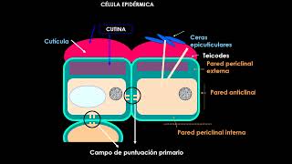 Teórico 6 Meristemas y anatomía Epidermis [upl. by Ingeborg]