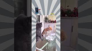 dog 🐕 cat 🐈 fun video😂😂 [upl. by Aciretal]