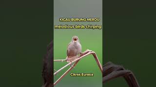 Kicau Burung Birds Chirping kicaumania birds birdsounds burungkicau birdschirping shortvideo [upl. by Mit75]