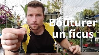 TUTO Bouturer un Ficus [upl. by Lakin689]