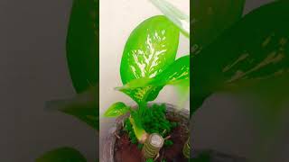 Dieffenbachia Plant [upl. by Fernald123]