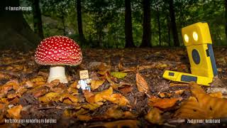 Herfstkleuren wandeling en paddenstoelen fotografie in Balijbos Zoetermeer  Nederland [upl. by Adnav]