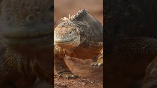 Iguana Strut  Galápagos Islands  Lindblad Expeditions [upl. by Korff]