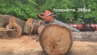 husqvarna 395xp cutting white oak [upl. by Cloots]