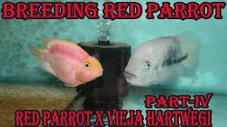 Breeding of Red Parrot x Vieja Hartwegi  Part IV [upl. by Oruasi]