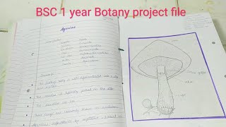 BSC 1 year Botany project file [upl. by Leeland]