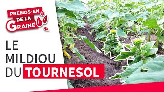 Culture du tournesol et mildiou  comment combattre la maladie   Prendsen de la graine  LG Seeds [upl. by Adnilrem]