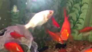 Crawfish attacks big eyed goldfish [upl. by Amjan174]