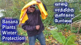 Banana Plants winter Protectionவாழை மரத்திற்கு குளிர்கால போர்வை [upl. by Ogg821]