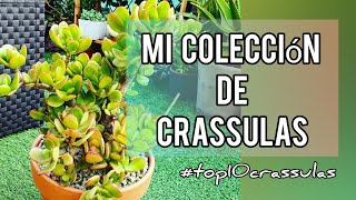 OS ENSEÑO 10 DE MIS CRASSULASTOP 10 CRASSULASJARDÍN SUCULENTO top10crassulas [upl. by Lucias]