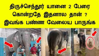 திருச்செந்தூர் யானை 2 பேரை தாக்கியதே இதனால தான் இவங்க பண்ணதை பாருங்க Tiruchendur elephant news tamil [upl. by Yawnoc799]