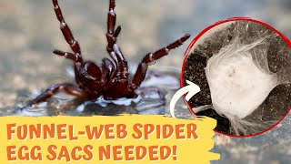 How to Collect a FunnelWeb Spider Egg Sac  Australian Reptile Park [upl. by Fabyola]