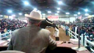 Gordyville Draft Horse Auction Steve Andrews [upl. by Aerbma444]