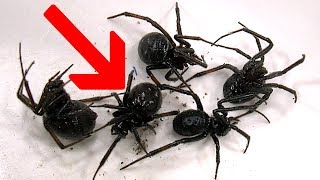 Redback Spiders Black Widows Or False Widows [upl. by Vine276]