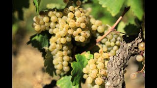 Gigondas un terroir de blanc  rencontre avec Georges Truc Lydia et Claude Bourguignon [upl. by Meeki]